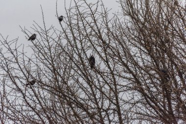 Bir karga sürüsü kışın ağaçta oturur.