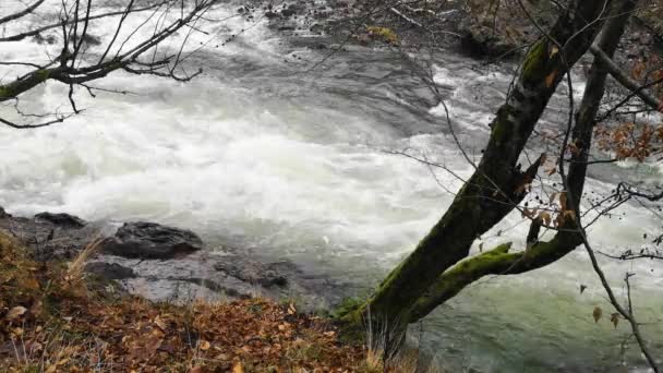 急流で本格的な山の川の轟音 — ストック動画