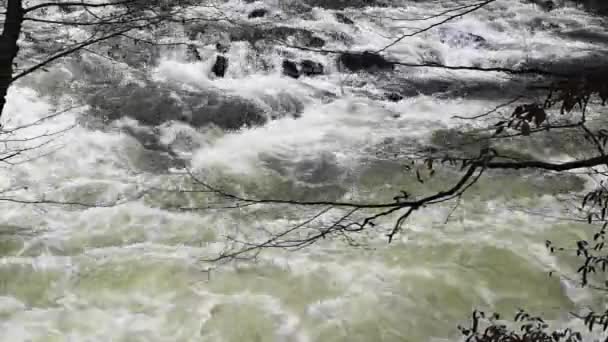 Full Flowing Mountain River Roaring Rapids — Stock Video