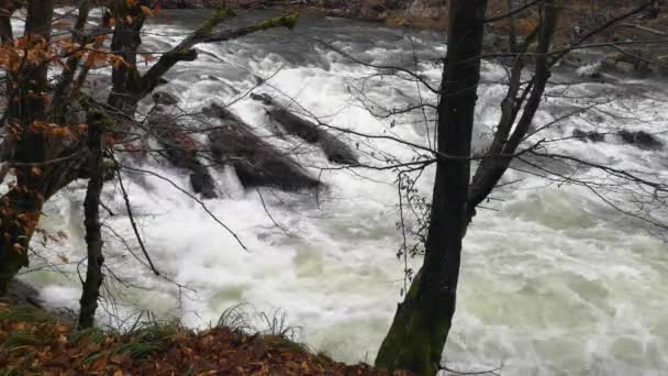 Full Flowing Mountain River Roaring Rapids — Vídeo de Stock