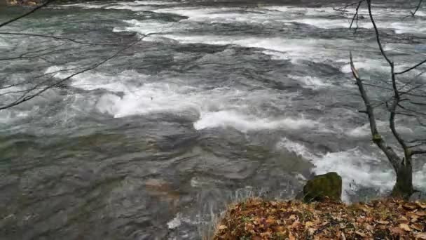 Full Flowing Mountain River Roaring Rapids — Stockvideo