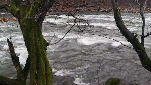 Full Flowing Mountain River Roaring Rapids — Vídeo de stock
