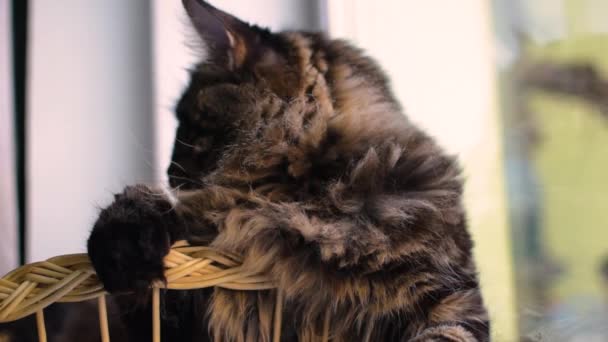 Portrait Maine Coon Cat Marbled Color Basket — Vídeo de Stock
