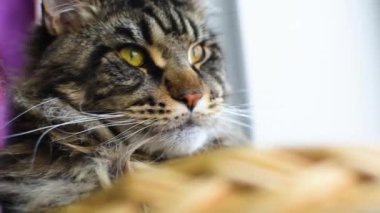 Portrait of a Maine Coon cat marbled color in the basket