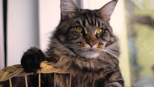 Portrait Maine Coon Cat Marbled Color Basket — Wideo stockowe