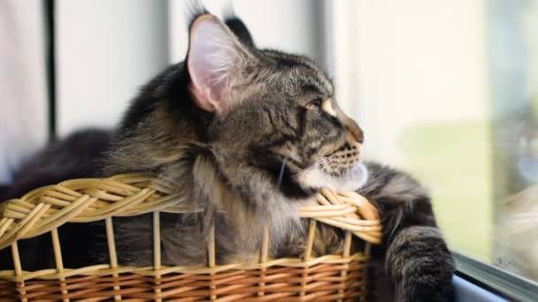 Portrait Maine Coon Cat Marbled Color Basket — Video