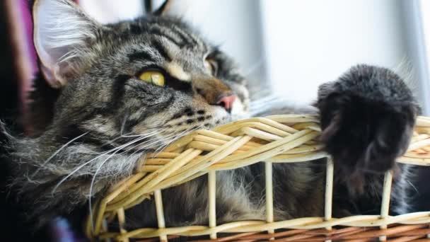 Portrait Maine Coon Cat Marbled Color Basket — Vídeos de Stock
