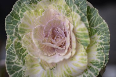 Blooming flower of ornamental cabbage brassica