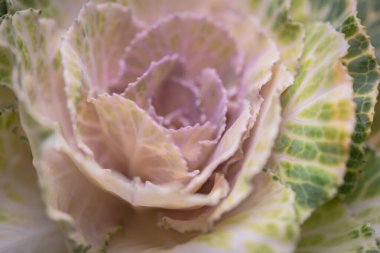 Blooming flower of ornamental cabbage brassica