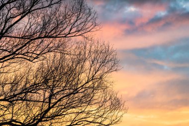 The crown of a tree against the backdrop of a colorful sunset