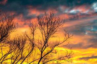 The crown of a tree against the backdrop of a colorful sunset