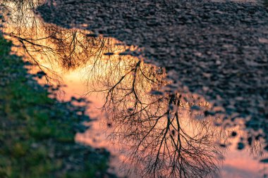 Reflection of a landscape with a forest puddle