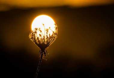 Kuru bitki kış günbatımında