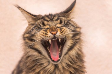 Bir Maine Rakunu 'nun portresi mermer rengi