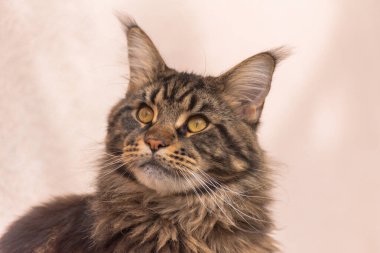 Bir Maine Rakunu 'nun portresi mermer rengi