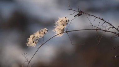 Rüzgarda uçuşan klematis vitifolia tohumları