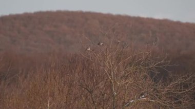 Bir orman kuşu sürüsü kışın uzun bir ağaçta