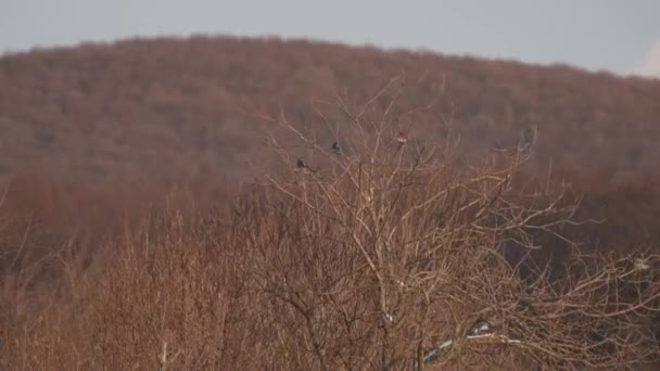 Una Bandada Pájaros Del Bosque Árbol Alto Invierno — Vídeos de Stock