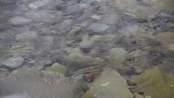 Eriyen Kar Buzdan Akan Temiz Suyla Dağ Nehri — Stok video
