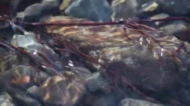 Texture shadows on the stones through the clear water of a mountain river