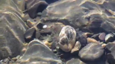 Texture shadows on the stones through the clear water of a mountain river