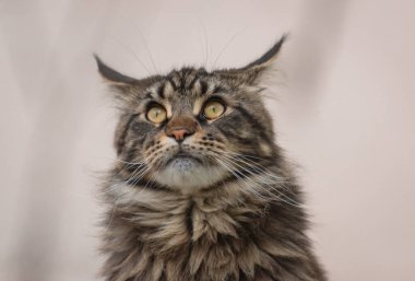 Bir Maine Rakunu 'nun portresi mermer rengi