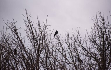 Şehir kargaları ginkgo biloba ağacına oturur