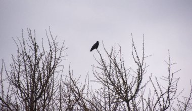 Şehir kargaları ginkgo biloba ağacına oturur