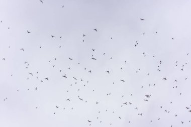 Gün batımında uçan küçük bir kuş sürüsü