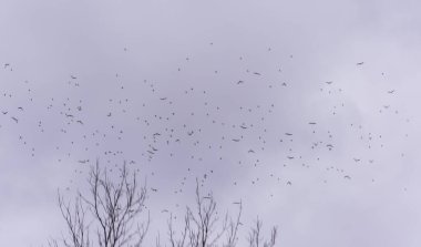 Gün batımında uçan küçük bir kuş sürüsü