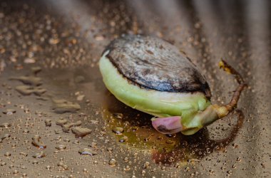 Mango seed with root and sprout