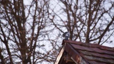 City pigeon on a tiled roof