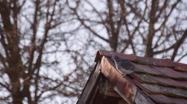 City pigeon on a tiled roof