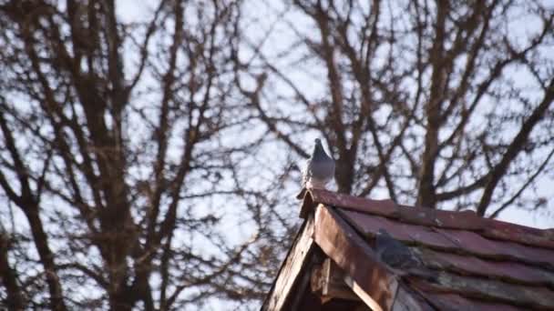 City Pigeon Tiled Roof — Vídeo de Stock
