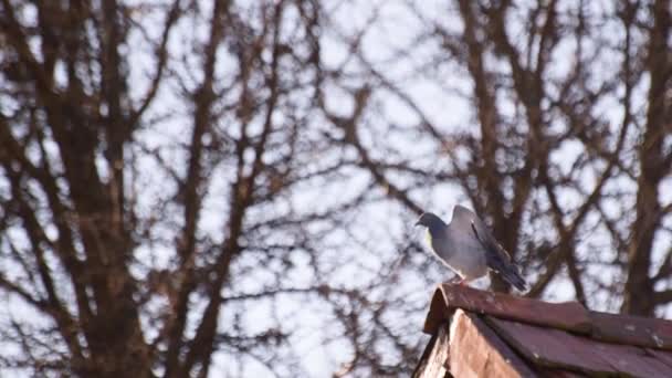 City Pigeon Tiled Roof — Stockvideo