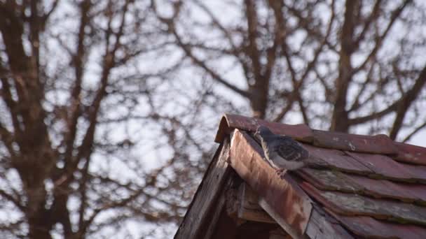 City Pigeon Tiled Roof — Vídeo de Stock