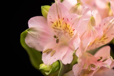 Peruvian lily alstroemeria pink