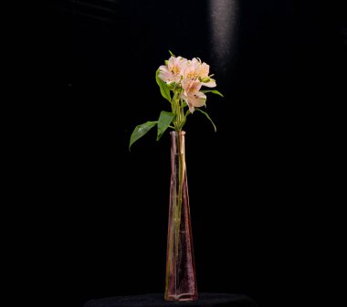 Peruvian lily alstroemeria pink