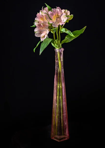 Alstroemeria Lirio Peruano Rosa — Foto de Stock