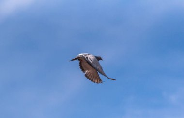 Şehir güvercini uçuyor.