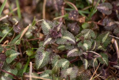 Genç vahşi Lamium maculatum bitkisi