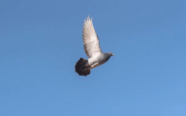 飛行中の都市鳩の操縦 — ストック写真