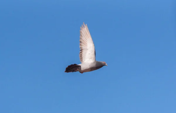 City Pigeon Maneuvers Flight — Stock Photo, Image