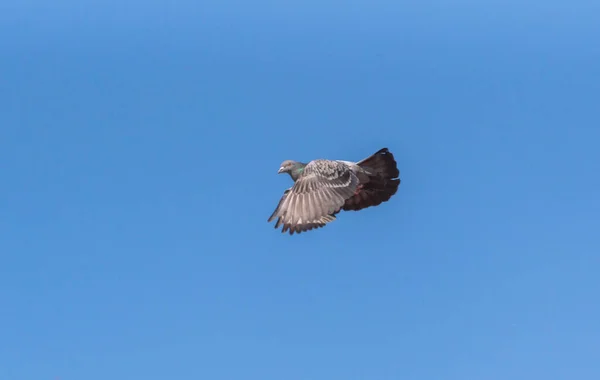 飛行中の都市鳩の操縦 — ストック写真