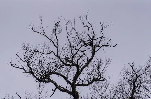 春天树的树冠 — 图库照片