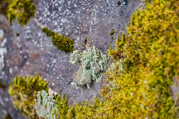 Fleur Séchée Lichen Cladonia Sur Pierre — Photo