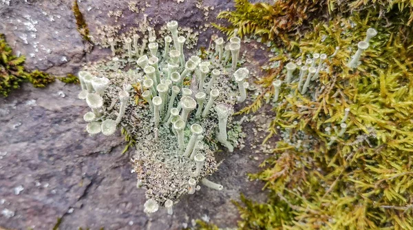 石の上のドライフラワーリチェンクラドニア — ストック写真