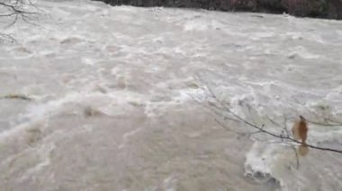 Dağ ilkbahar ormanında akan nehir