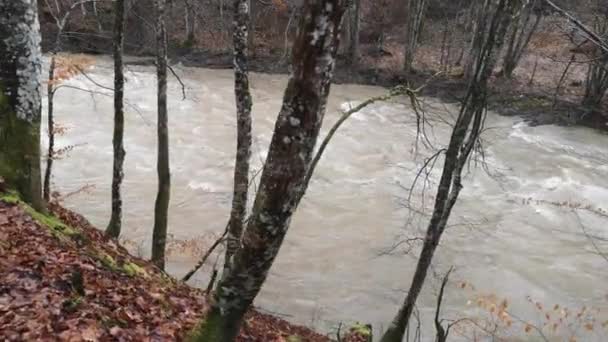 Płynąca Rzeka Górskim Wiosennym Lesie — Wideo stockowe