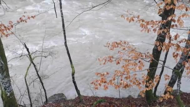 Πλήρης Ροή Του Ποταμού Στο Ορεινό Δάσος Άνοιξη — Αρχείο Βίντεο